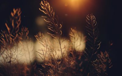 Quel est l&rsquo;impact du Bhakti Yoga sur notre vie quotidienne ?