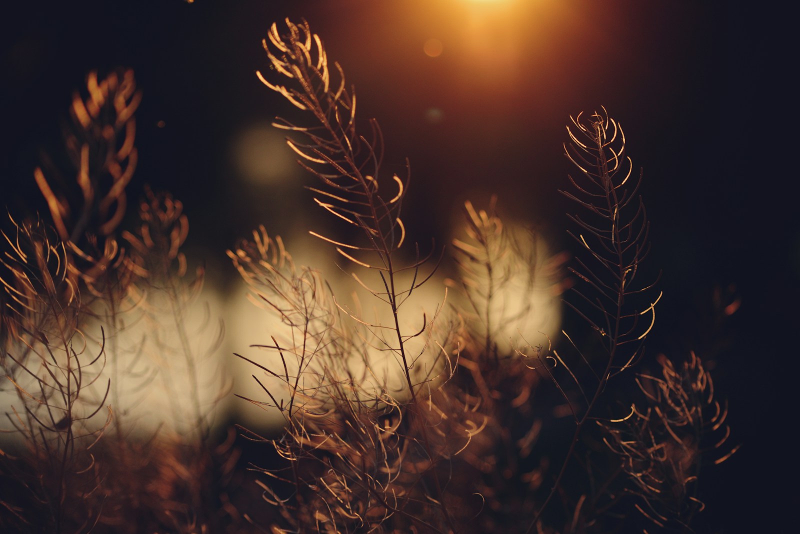 a close up of a plant with a street light in the background